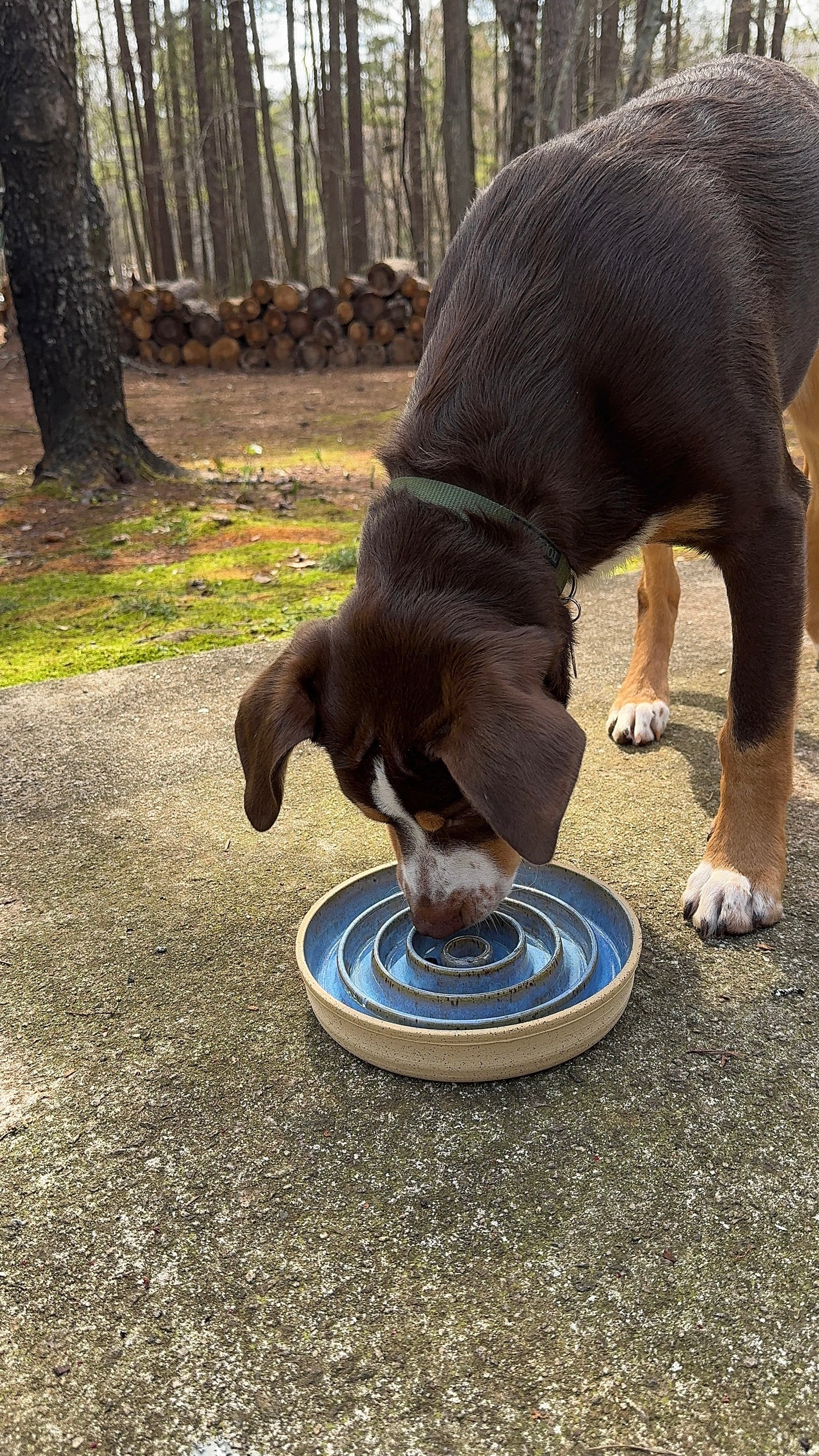 *Pre-Order* LARGE Slow Feed Dog Bowl - Smooth Rim (Custom Color)